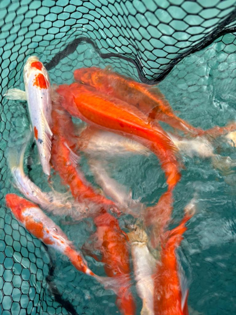 14 mooie koikarpers tussen 20/30 cm en 2 graskarpers 40cm, Karper of Koi