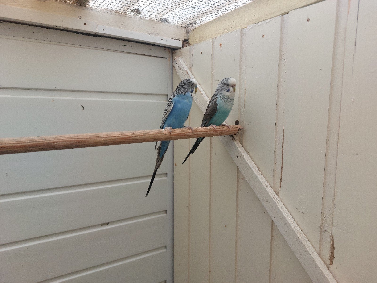 Blackwing en split blackface, Dieren en Toebehoren, Meerdere dieren, Parkiet