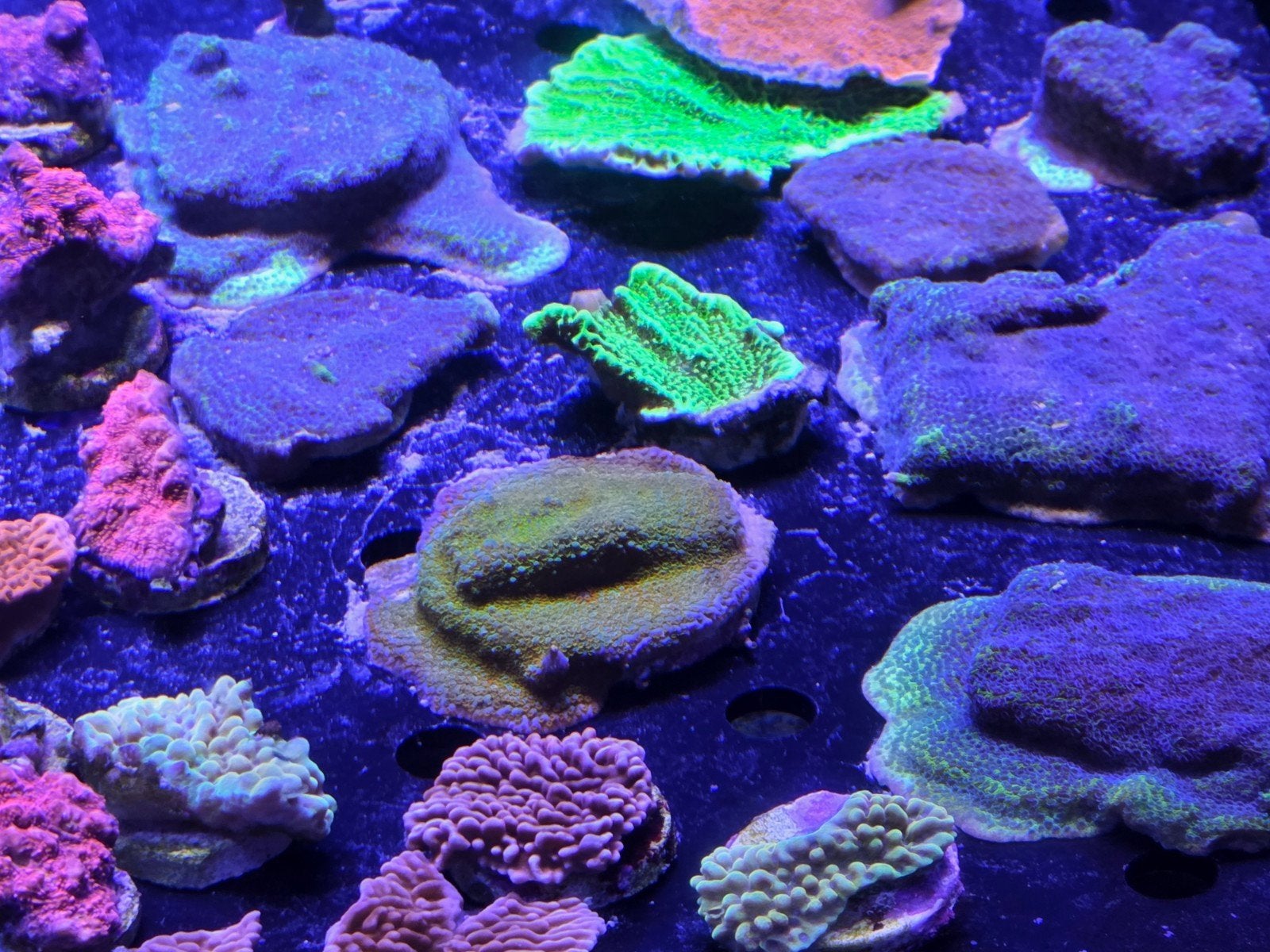 Diverse Montipora stekken, Ophalen, ., Plant(en), Steen of Hout, Nieuw