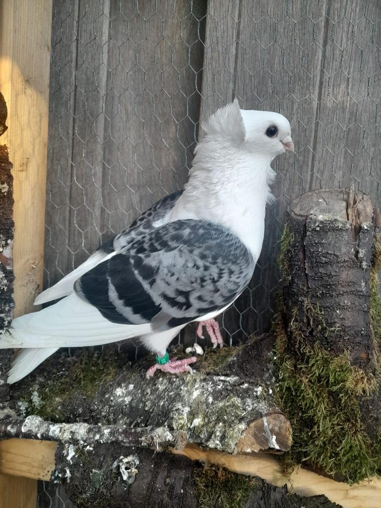 duiven, Dieren en Toebehoren, Vogels | Duiven, Meerdere dieren, Overige soorten