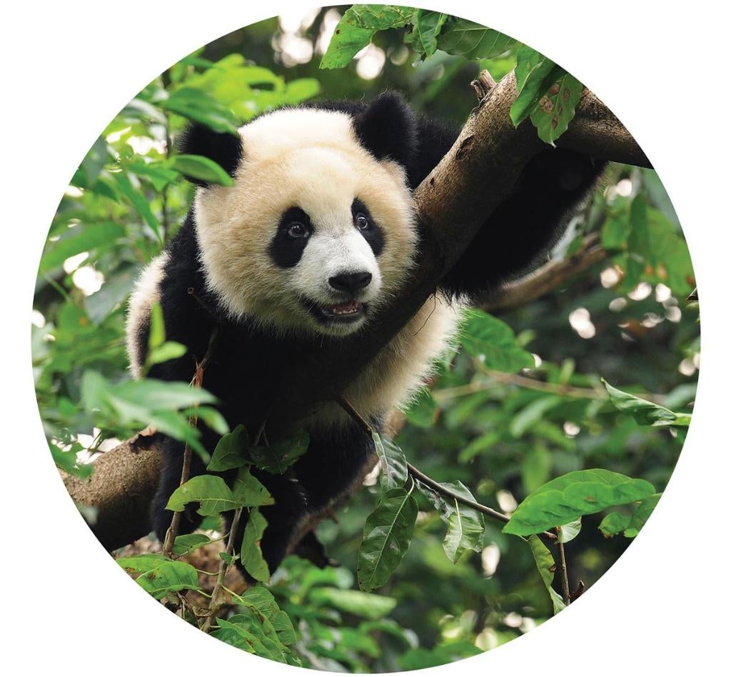 Behangcirkel Panda fotobehang, muurcirkel, ronde muursticker, Verzenden, Minder dan 10 m², Panda, beer, jungle, jaguar