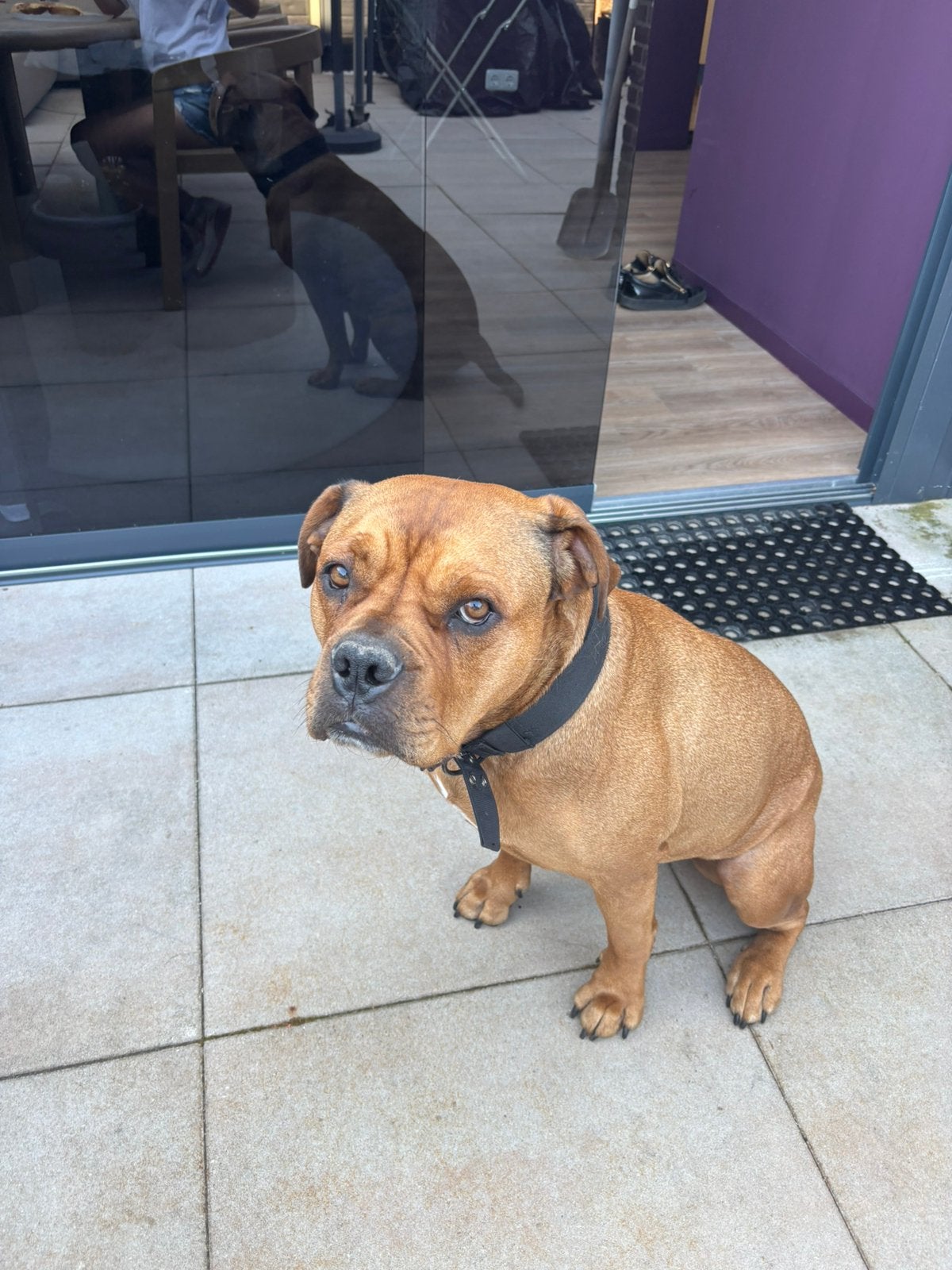 Hond Rottweiler gekruist met Amerikaanse Bulldog, Dieren en Toebehoren, Teef, Groot, Eén hond, 3 tot 5 jaar