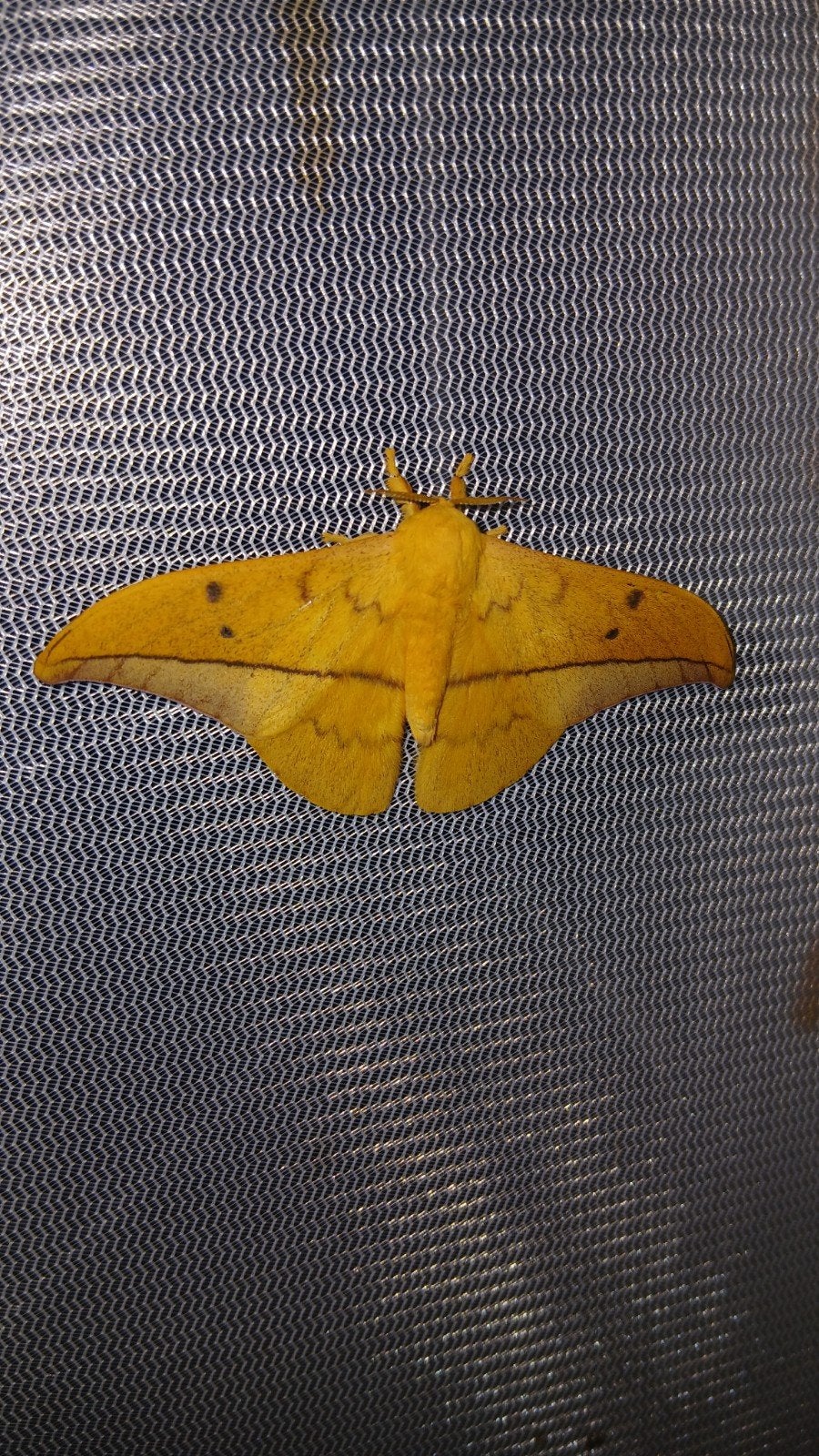 Verschillende soorten dode vlinders, Dieren en Toebehoren, Insecten en Spinnen, Vlinders of Rupsen