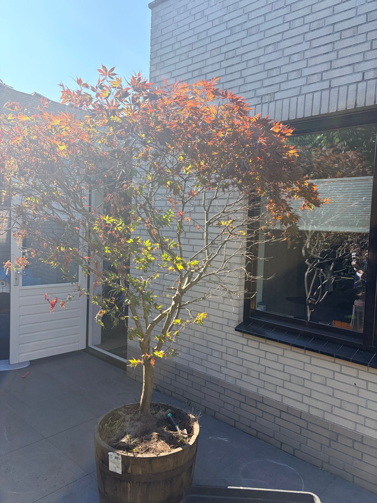 Japanse esdoorn (Acer palmatum), Tuin en Terras, Vaste plant, Bloeit niet, Halfschaduw, Ophalen