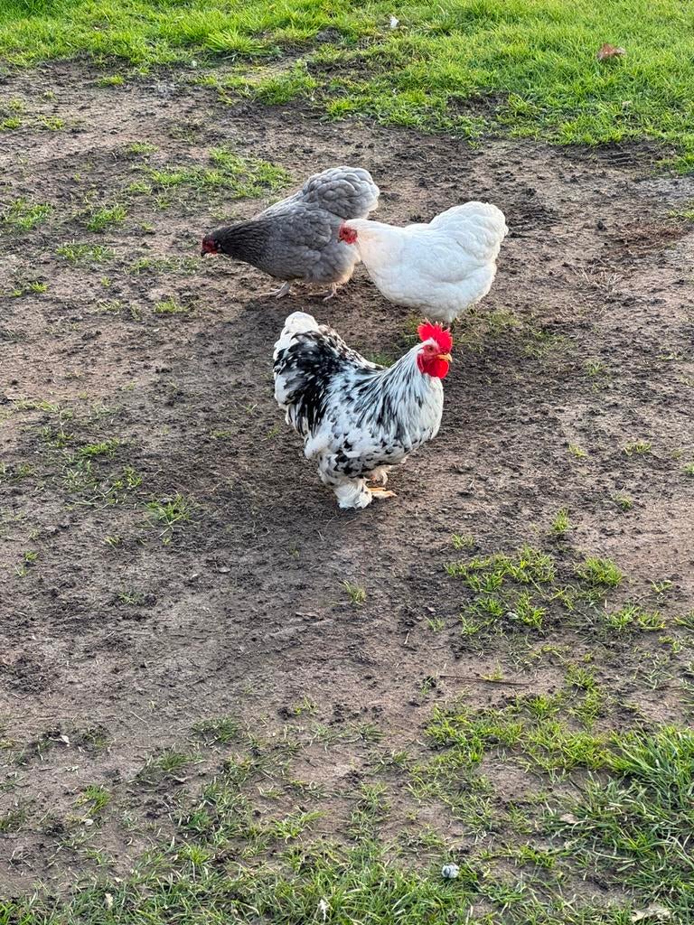 Toom kippen, Meerdere dieren, Kip