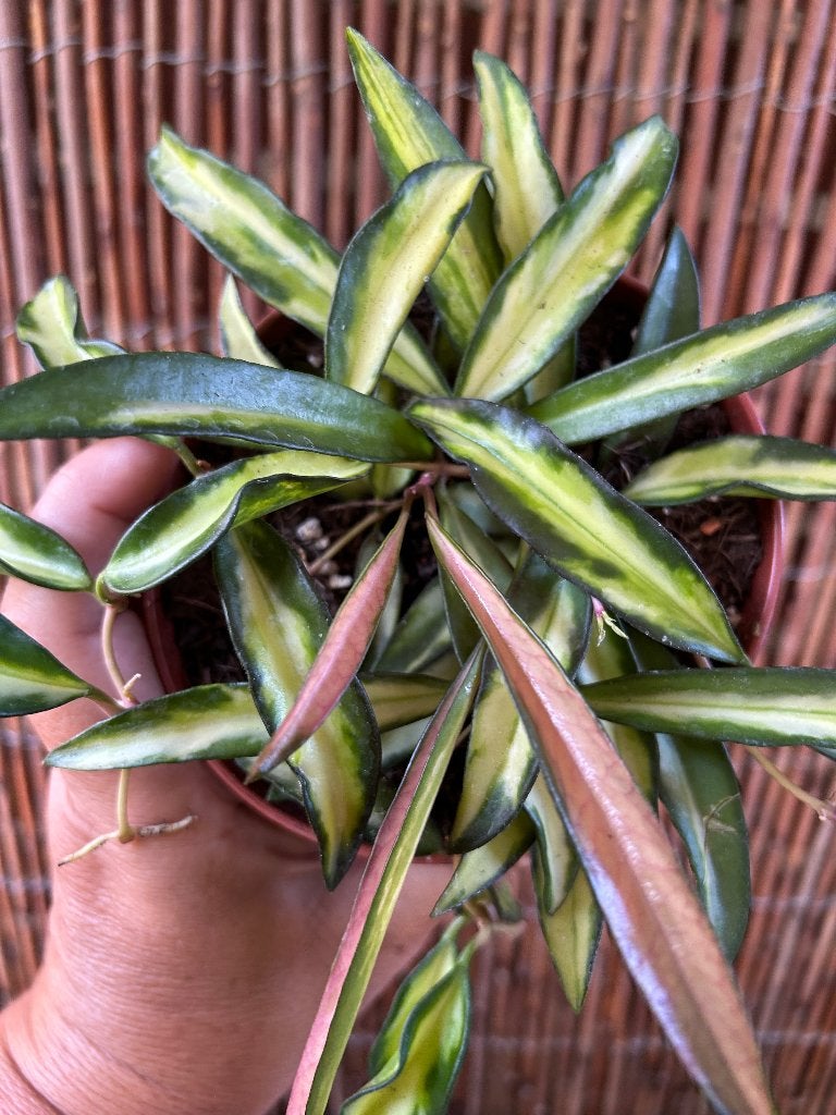 Hoya Wayetii Tricolor 🪴, Overige soorten, In pot, Minder dan 100 cm, Bloeiende kamerplant