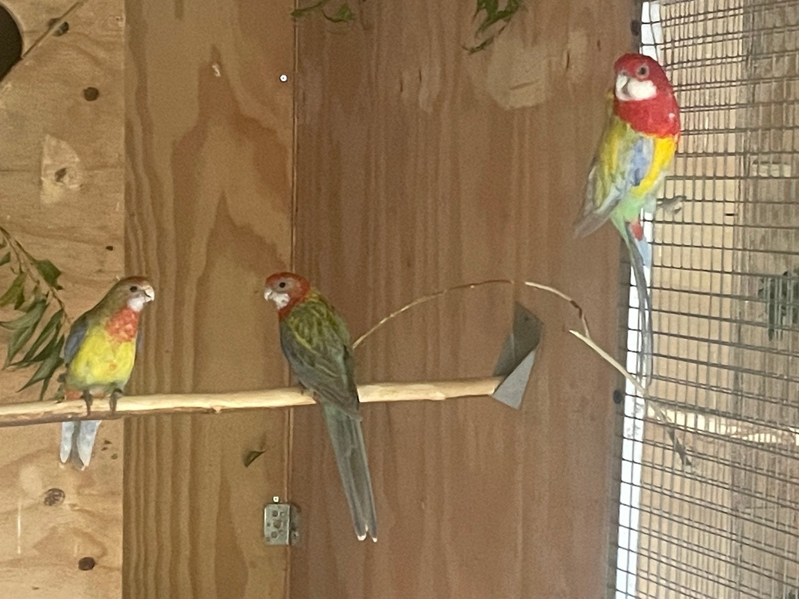 pracht rosella 2026, Vrouwelijk, Parkiet, Geringd