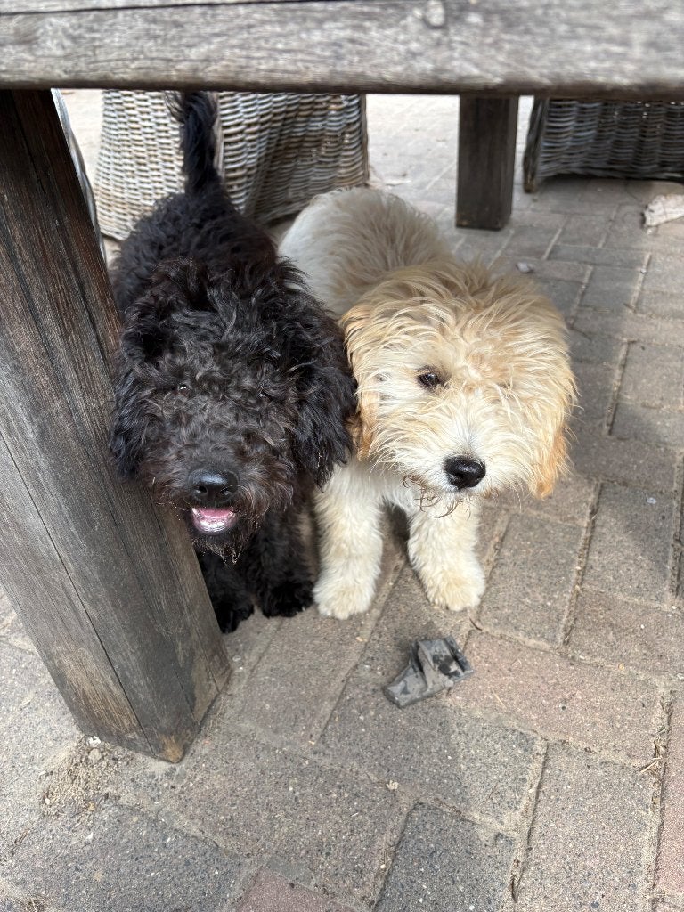 Labradoodle pup teefje, Dieren en Toebehoren, Honden | Retrievers, Spaniëls en Waterhonden, Parvo, Overige rassen, 8 tot 15 weken