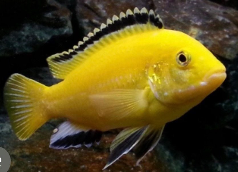 Malawi yellow, Vis, Zoetwatervis