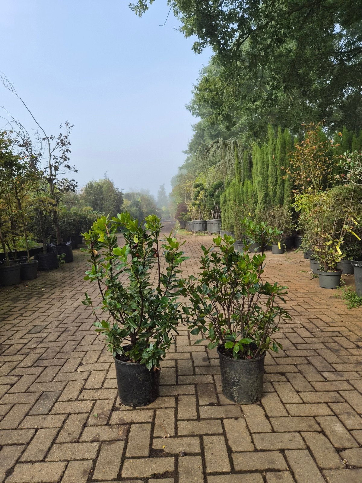 Arbutus Unedo Struikvorm - Mediterrane aardbeiboom, Ophalen, Volle zon, Vaste plant, Fruitplanten