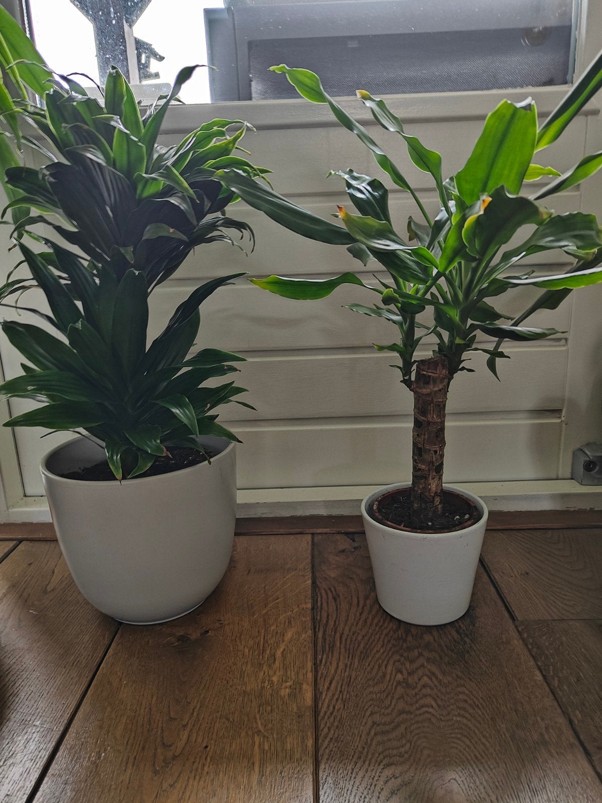 Verschillende vormen, maten en soorten Dracaena's, Ophalen of Verzenden, Minder dan 100 cm, Overige soorten, Zomer
