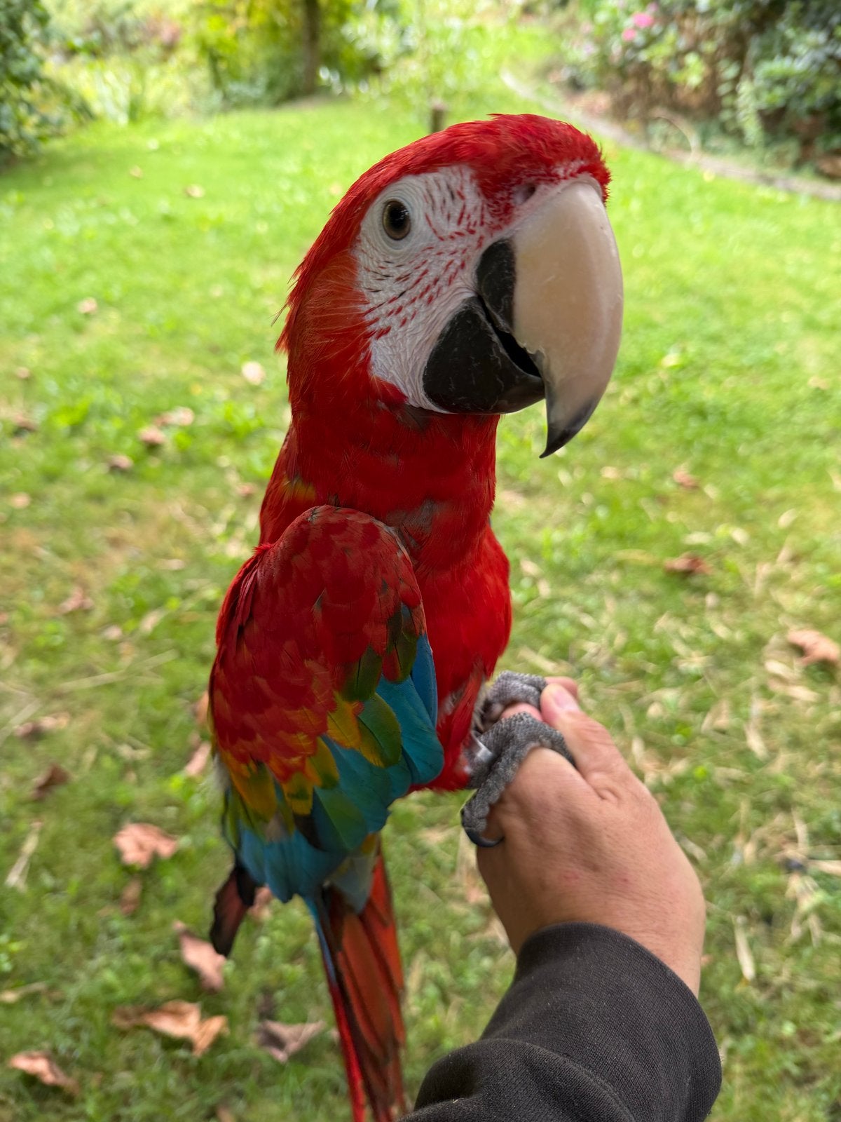 Koppel Ruby ara & Catalina ara 2025, Dieren en Toebehoren, Meerdere dieren, Papegaai, Pratend