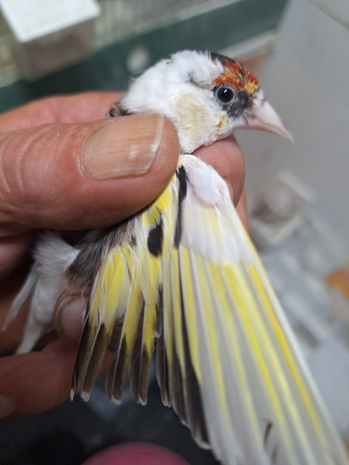 Scarpati Man 2025, Dieren en Toebehoren, Vogels | Overige Vogels, Mannelijk, Wildzangvogel