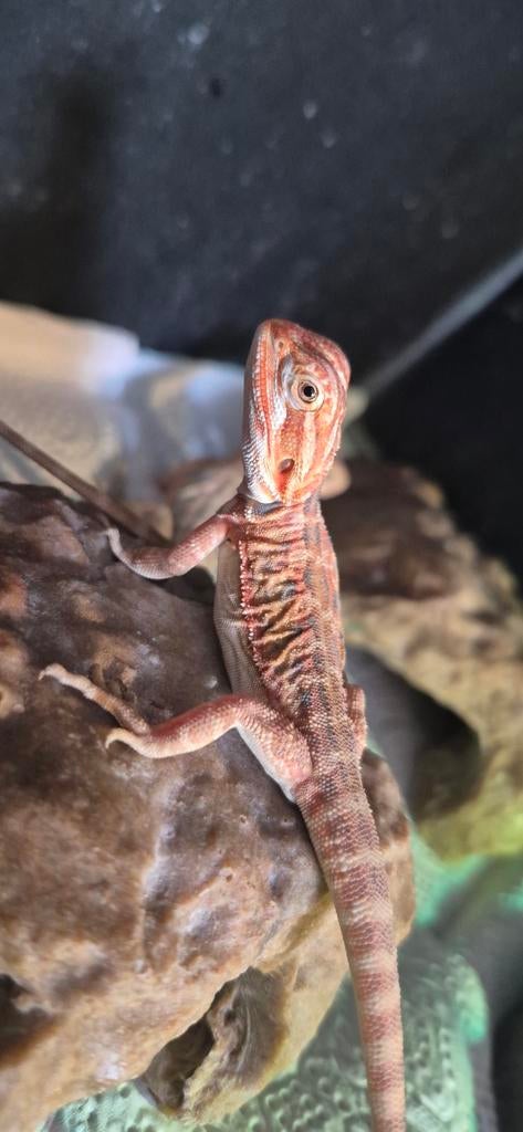 Baardagaam, Dieren en Toebehoren, Hagedis, 0 tot 2 jaar