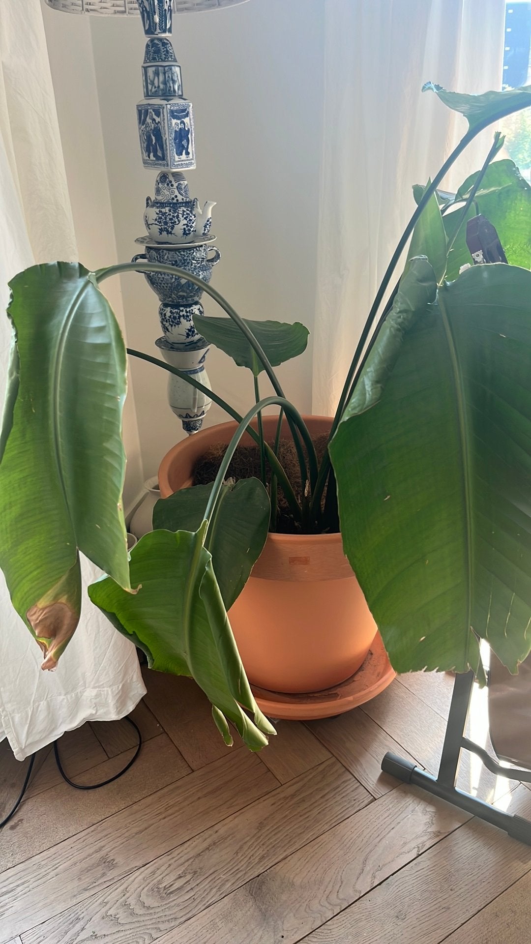 Terra pot plus aarde plus plant, Ophalen, Halfschaduw, Minder dan 100 cm