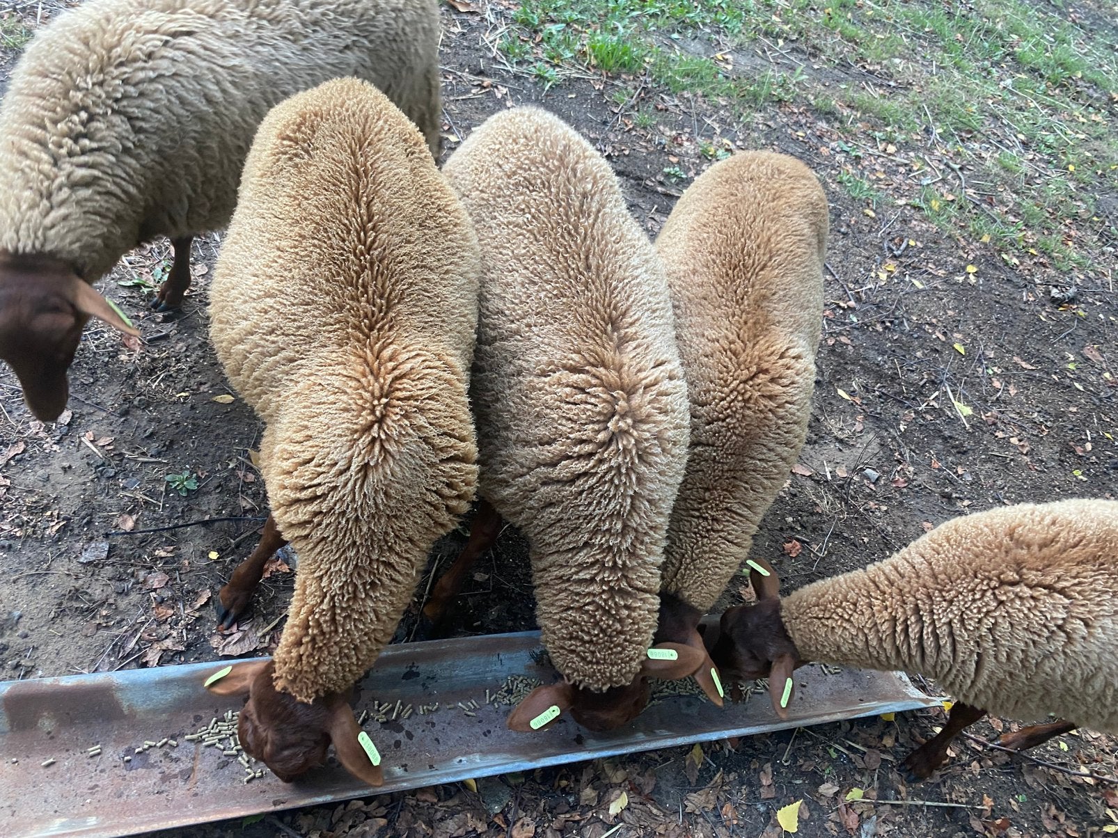 Solognote rammen, Mannelijk, Schaap