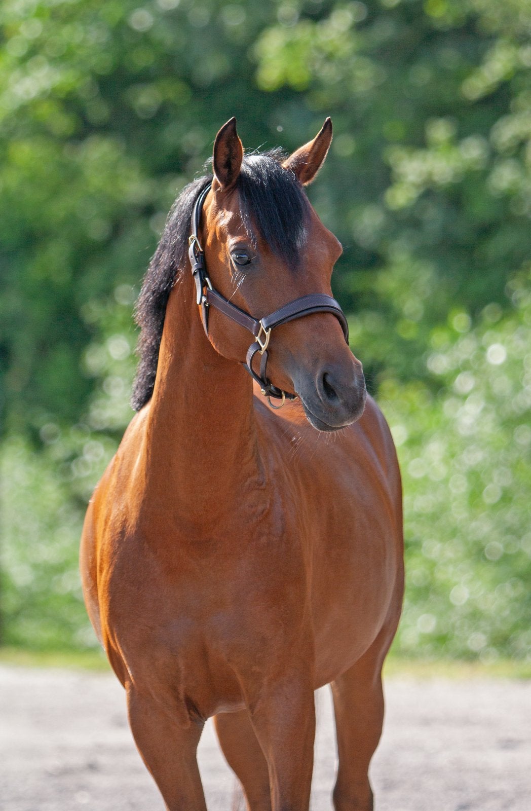 Super lieve en knappe D pony, Dieren en Toebehoren, Pony's, Merrie, Zadelmak, 3 tot 6 jaar