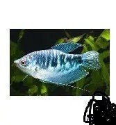 cosbie gourami €3,95, Dieren en Toebehoren, Vis, Zoetwatervis