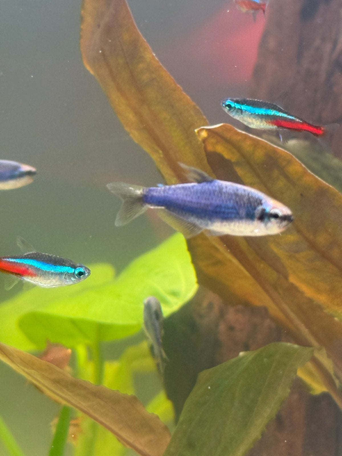 Koningszalm superblauw aquariumvissen 5 jonge vissen, Vis