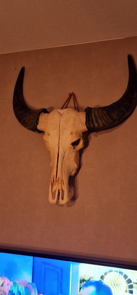 Schedel met hoorns, Ophalen, Schedel