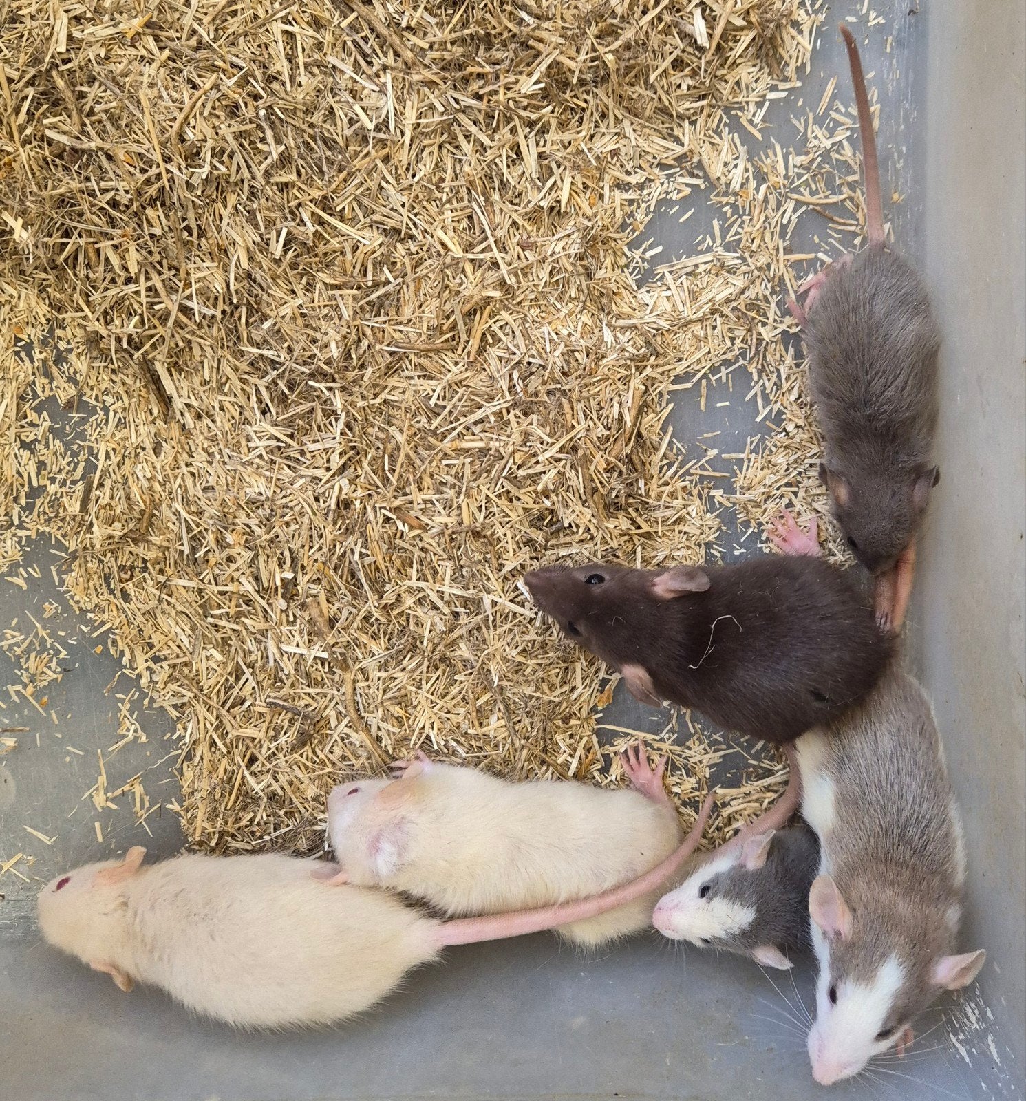 Dumbo ratten, Dieren en Toebehoren, Augustus, Meerdere dieren, Rat