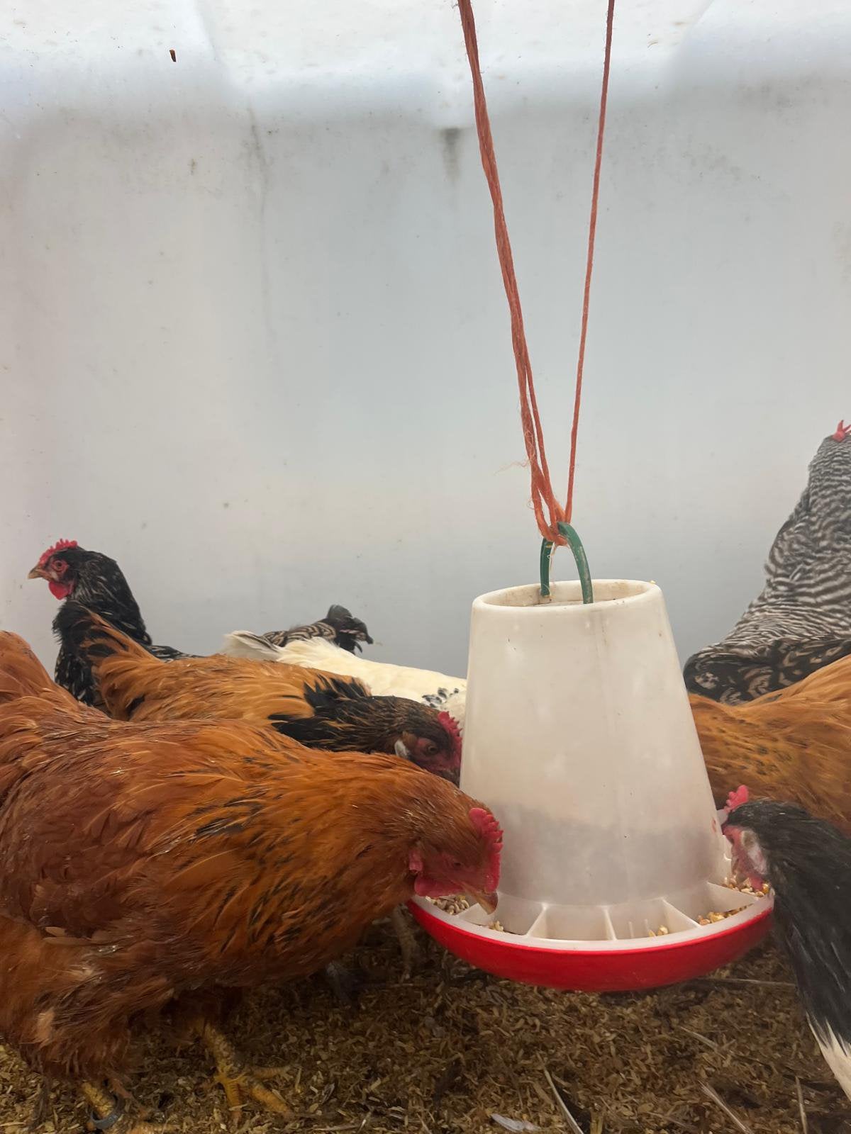 Prachtige mooie ras kippen te koop, Dieren en Toebehoren, Vrouwelijk, Kip