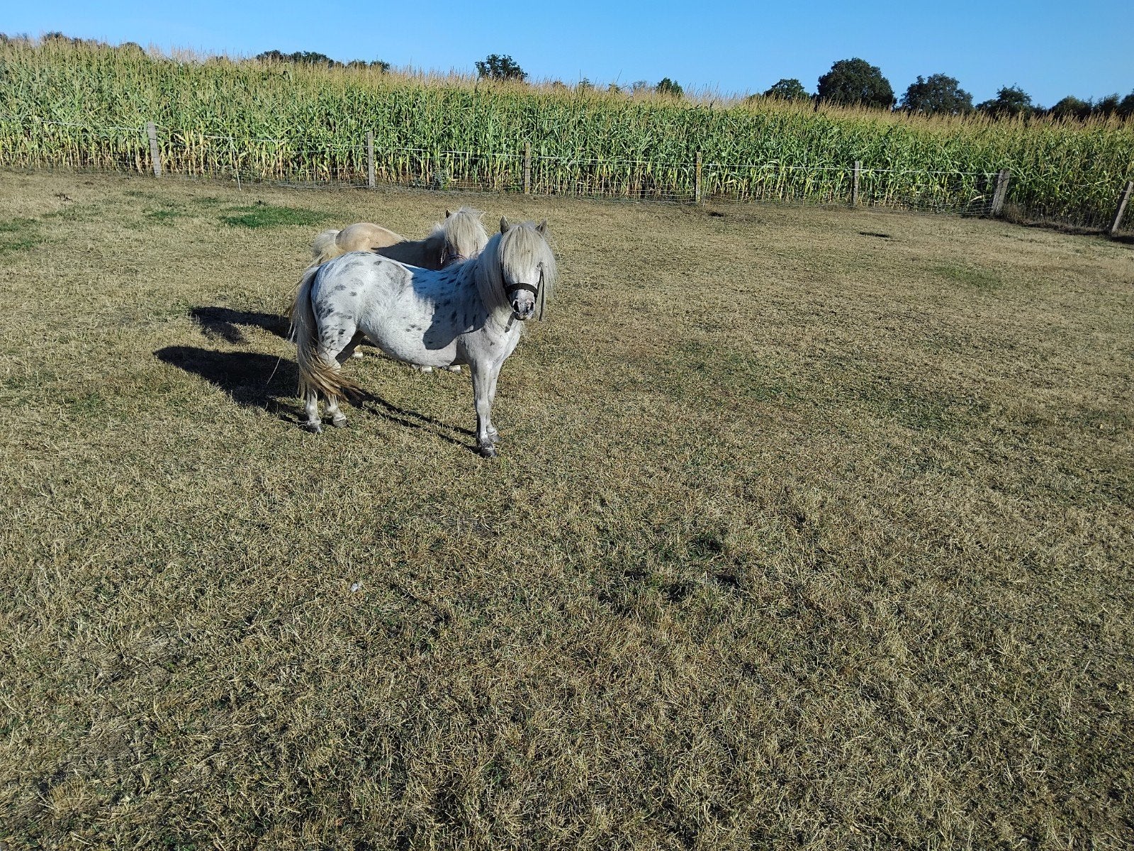 Te koop:2 mooie pony's, Merrie