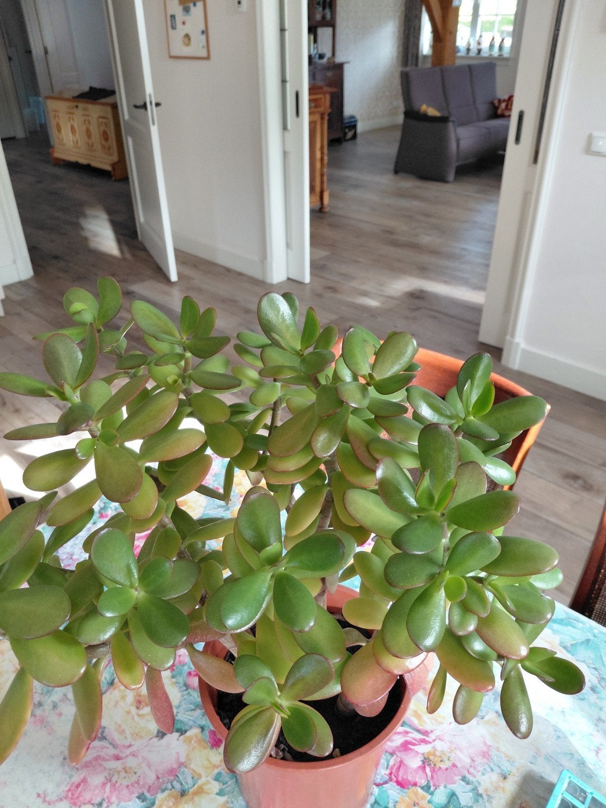 kamerplant, Ophalen, Halfschaduw, Minder dan 100 cm