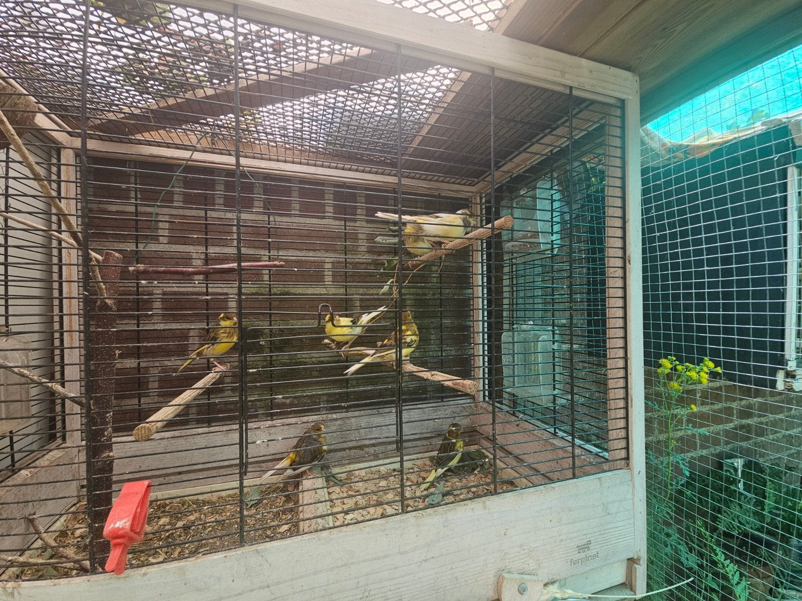 7 bonte kanaries, Dieren en Toebehoren, Meerdere dieren, Kleurkanarie