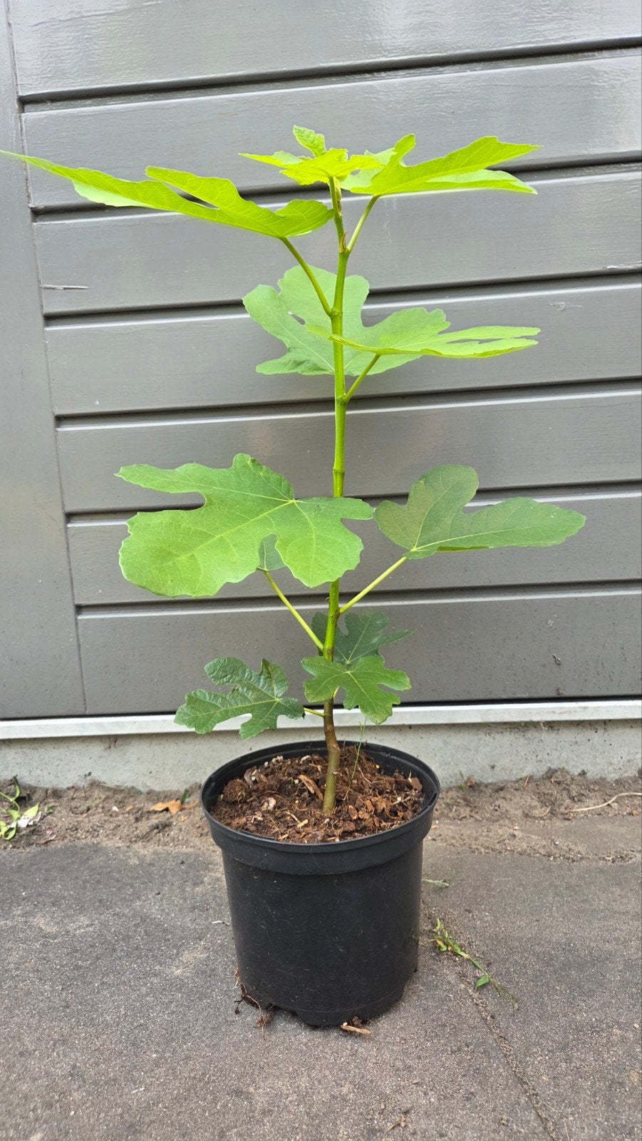 Vijgenboom 'Brown Turkey' - Ficus Carica, Tuin en Terras, Ophalen