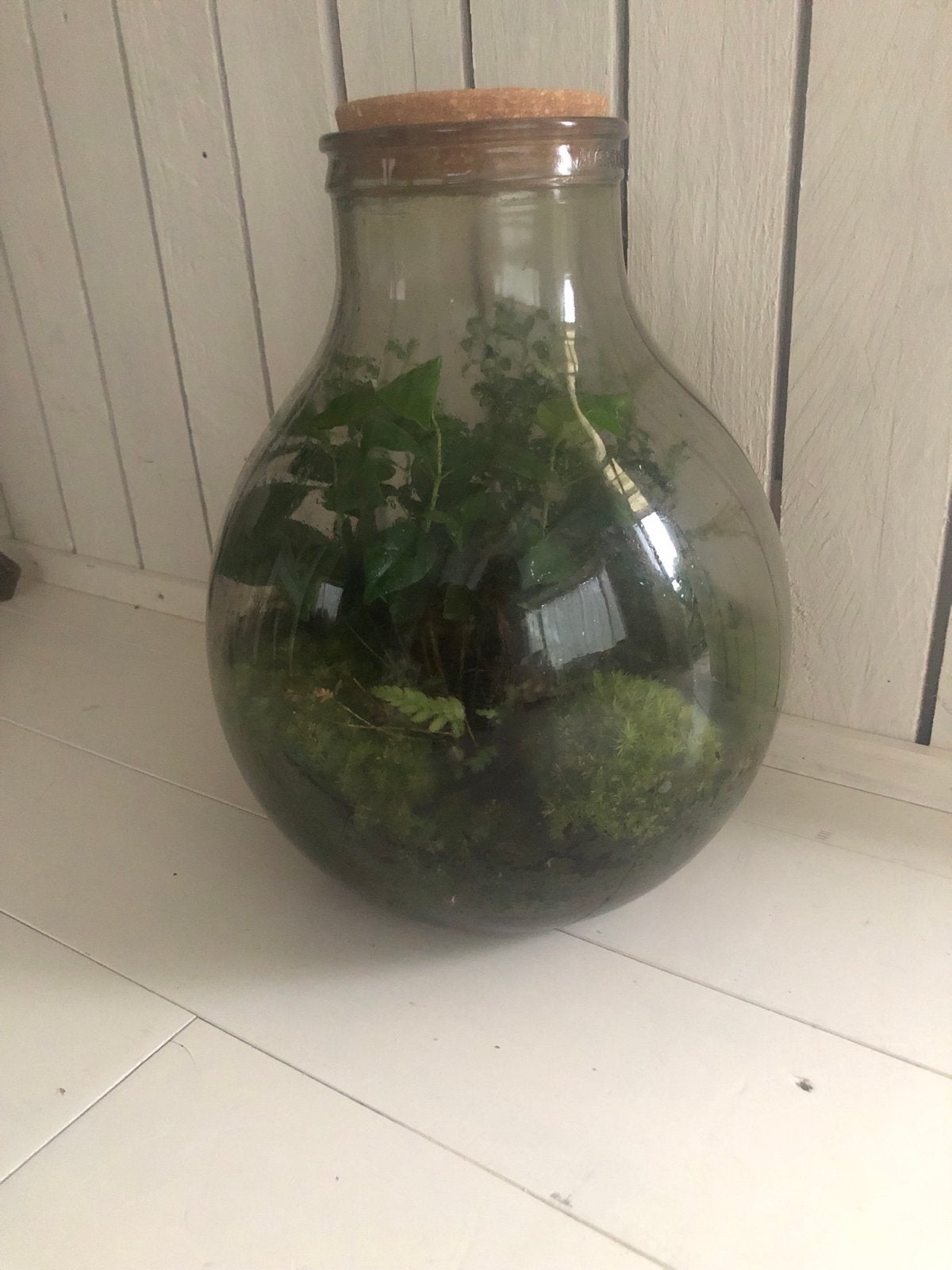 Terrarium met planten en lampje in deksel, Huis en Inrichting, Kamerplanten, Ophalen, Overige soorten, Halfschaduw, In pot