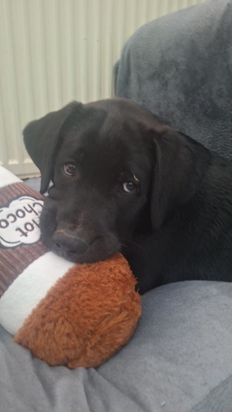 lieve labrador puppy, Dieren en Toebehoren, Honden | Retrievers, Spaniëls en Waterhonden, 15 weken tot 1 jaar, Reu, Labrador retriever