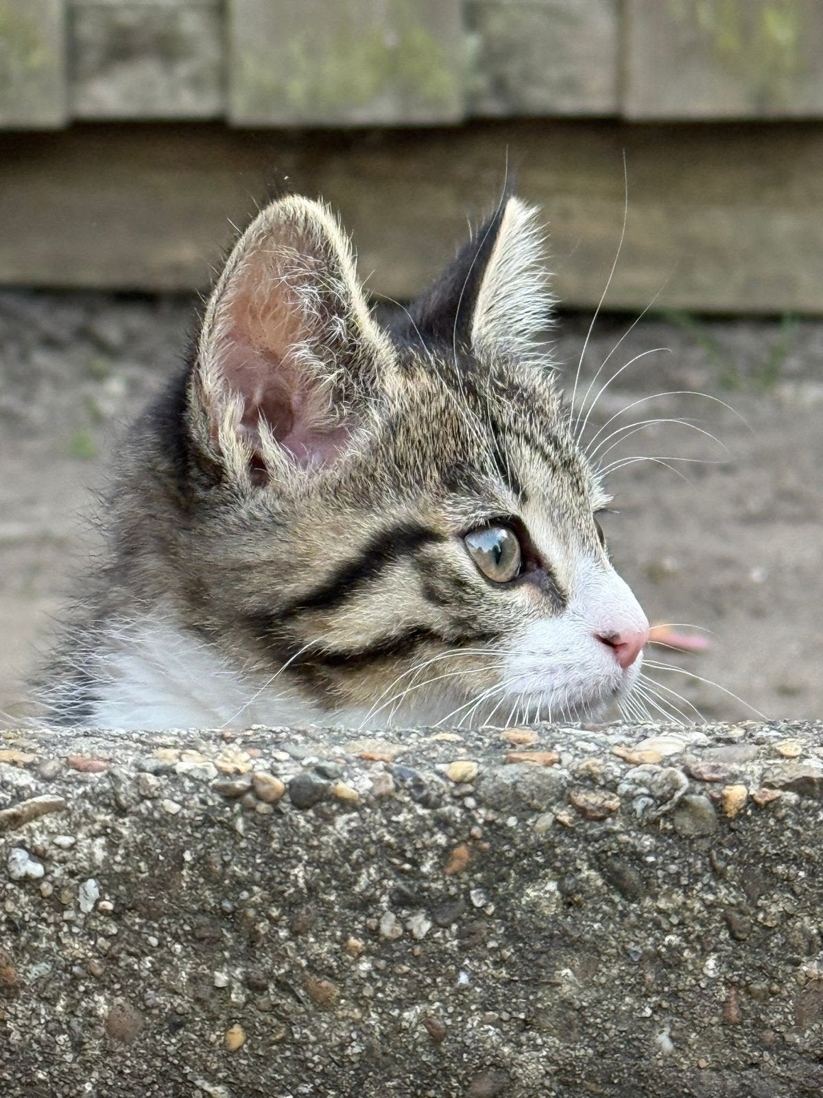 Kitten van bijna 5 maanden oud, Dieren en Toebehoren