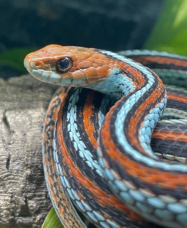 1.0 San Francisco kousebandslang, Dieren en Toebehoren, Reptielen en Amfibieën, Slang, Tam, 3 tot 6 jaar