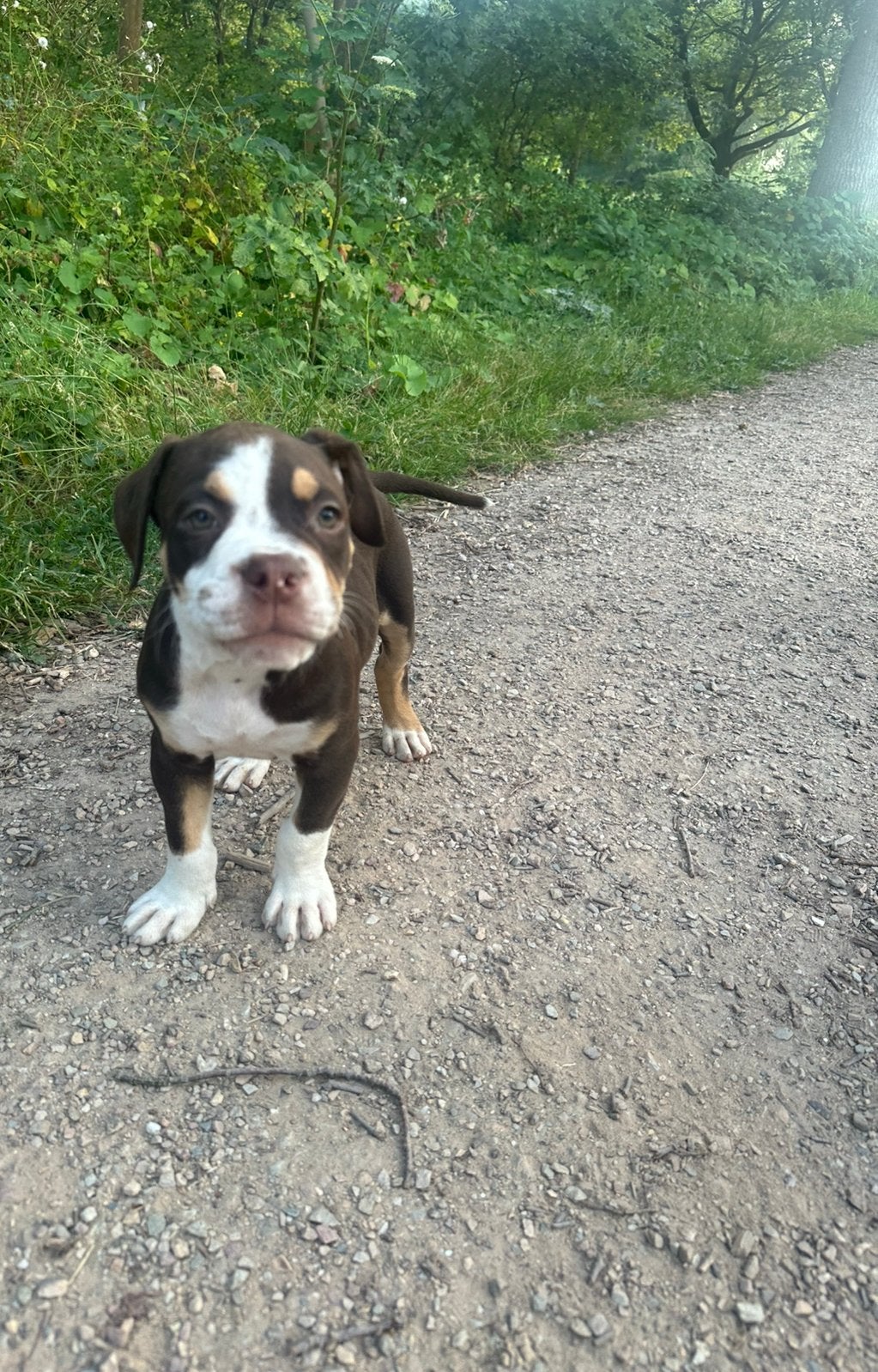 Lieve old english bulldog pups te koop, Reu, 8 tot 15 weken, Parvo, Bulldog