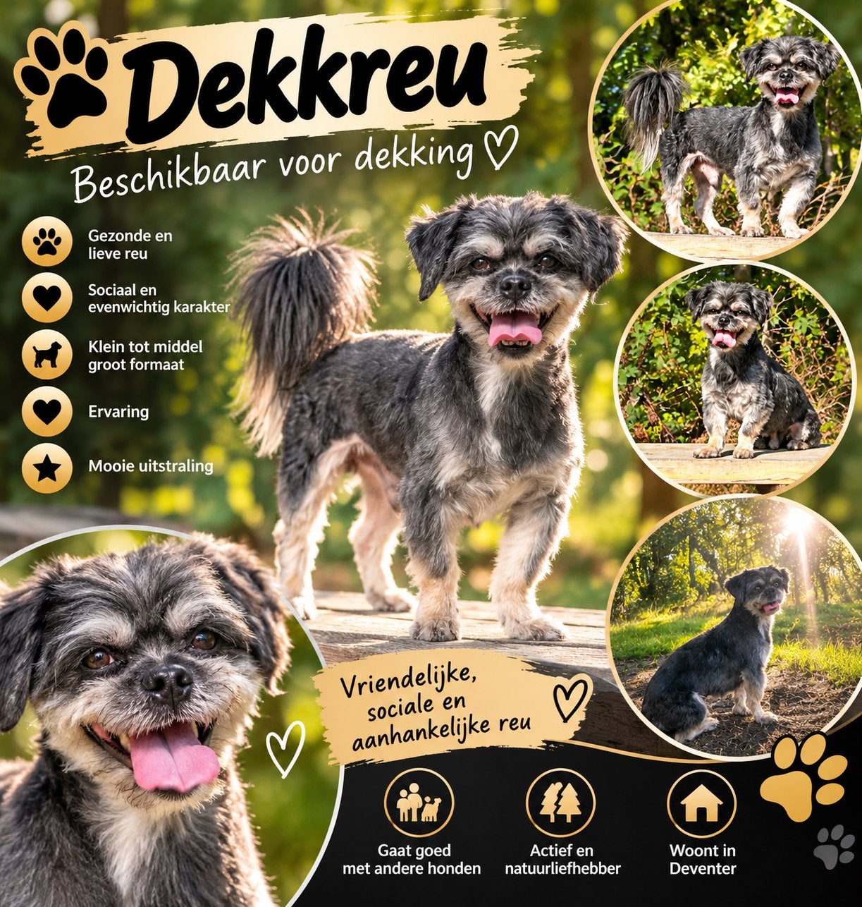 Ervaren Dekreu Maltezer-Shih tzu beschikbaar voor dekking, Reu, Eén hond, CDV (hondenziekte), 3 tot 5 jaar