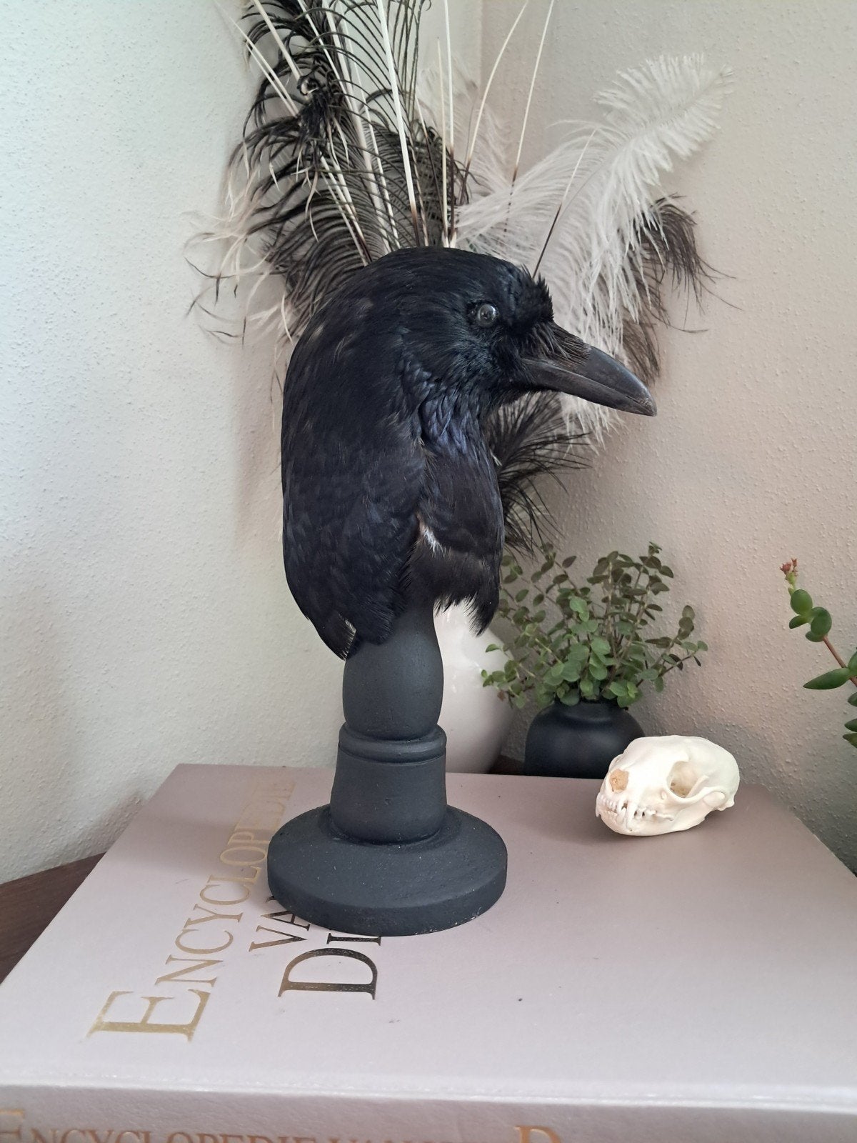 geprepareerde kop kraai op standaard, Ophalen of Verzenden, Nieuw, Vogel, Opgezet dier