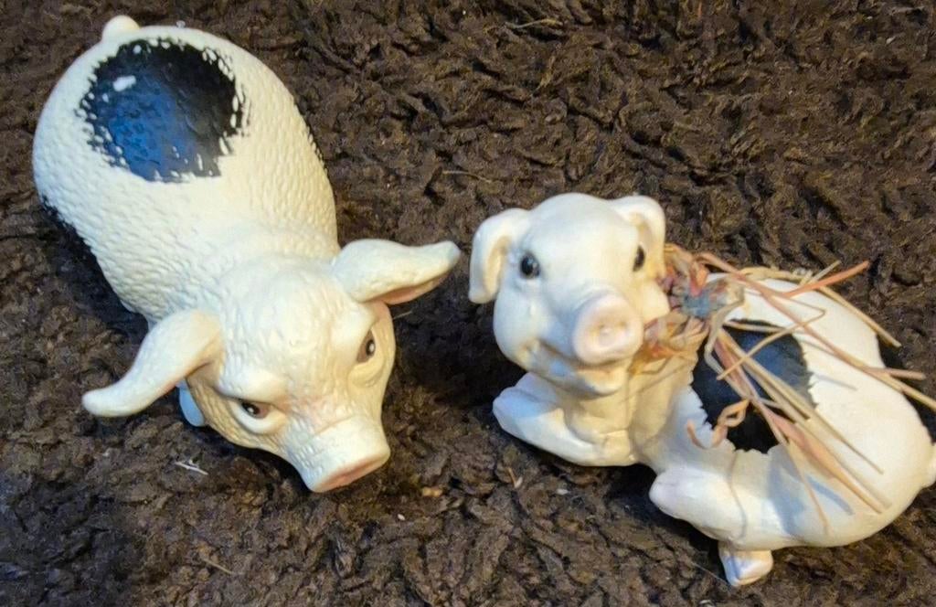 Twee leuke varkentjes, Ophalen of Verzenden, Dier