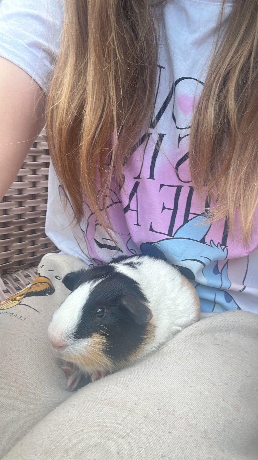 Supee mooi 3 kleurig beertje, Cavia, April, Mannelijk, Tam
