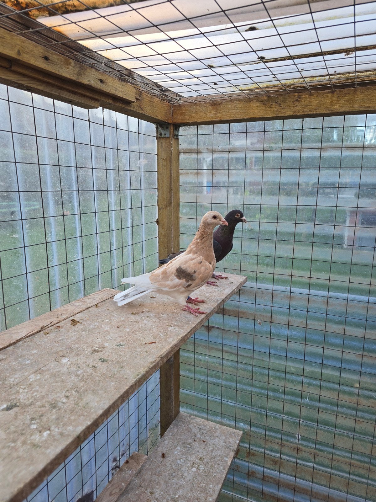 Almond postduiven duiven te koop, Dieren en Toebehoren