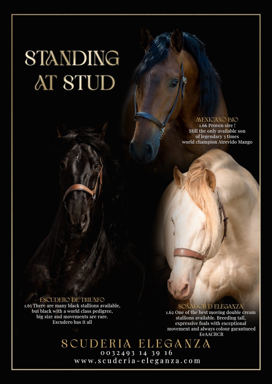 Diverse PRE andalusier en ASPC NMPRS minipaard hengst td, Dieren en Toebehoren