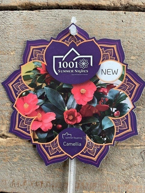Nieuwe Camellia 'Summer Nights' - Prachtige Rode Bloemen, Vaste plant, Halfschaduw, Herfst, Ophalen