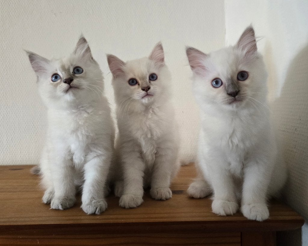 Ragdoll kittens met vleugel maine coon, Meerdere dieren, Gechipt, 0 tot 2 jaar