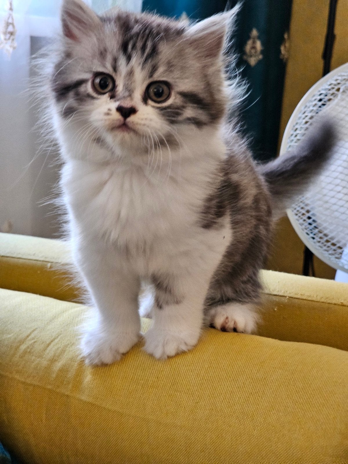 Twee schattige kittens zoeken een liefdevol thuis!, Meerdere dieren