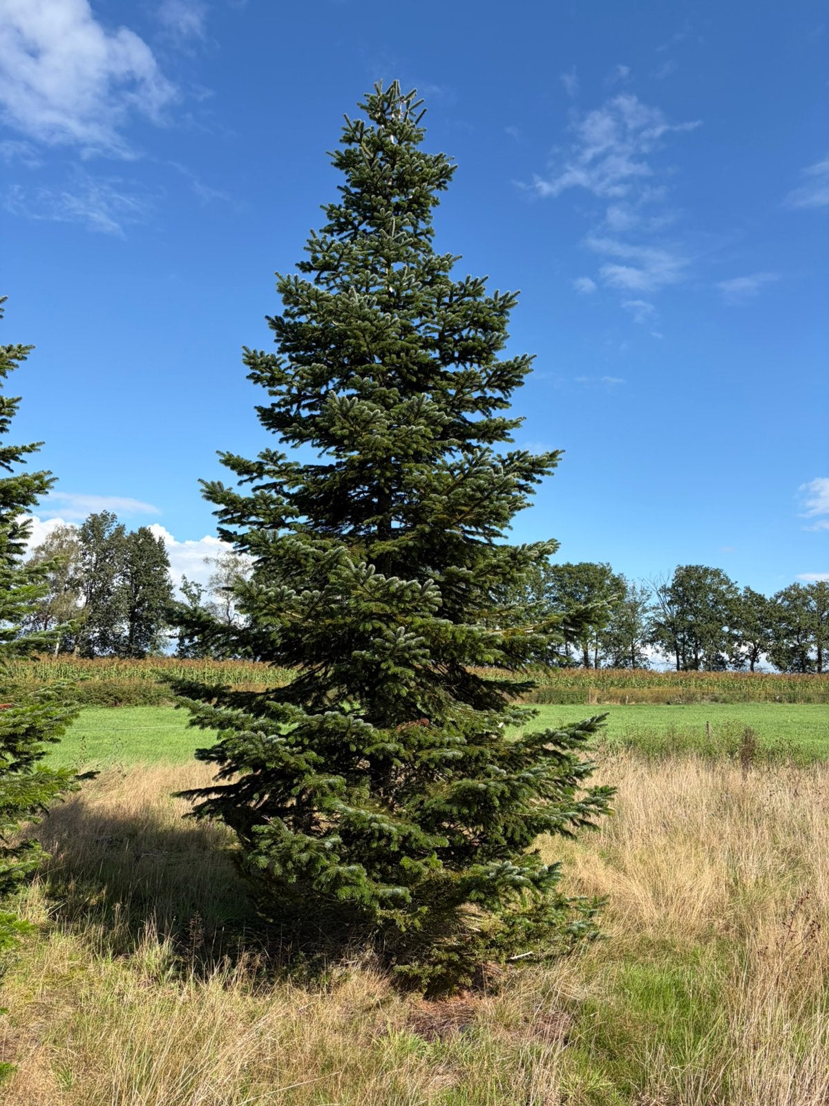 Kerstbomen nordman, Ophalen, Volle zon, Overige soorten, Minder dan 100 cm