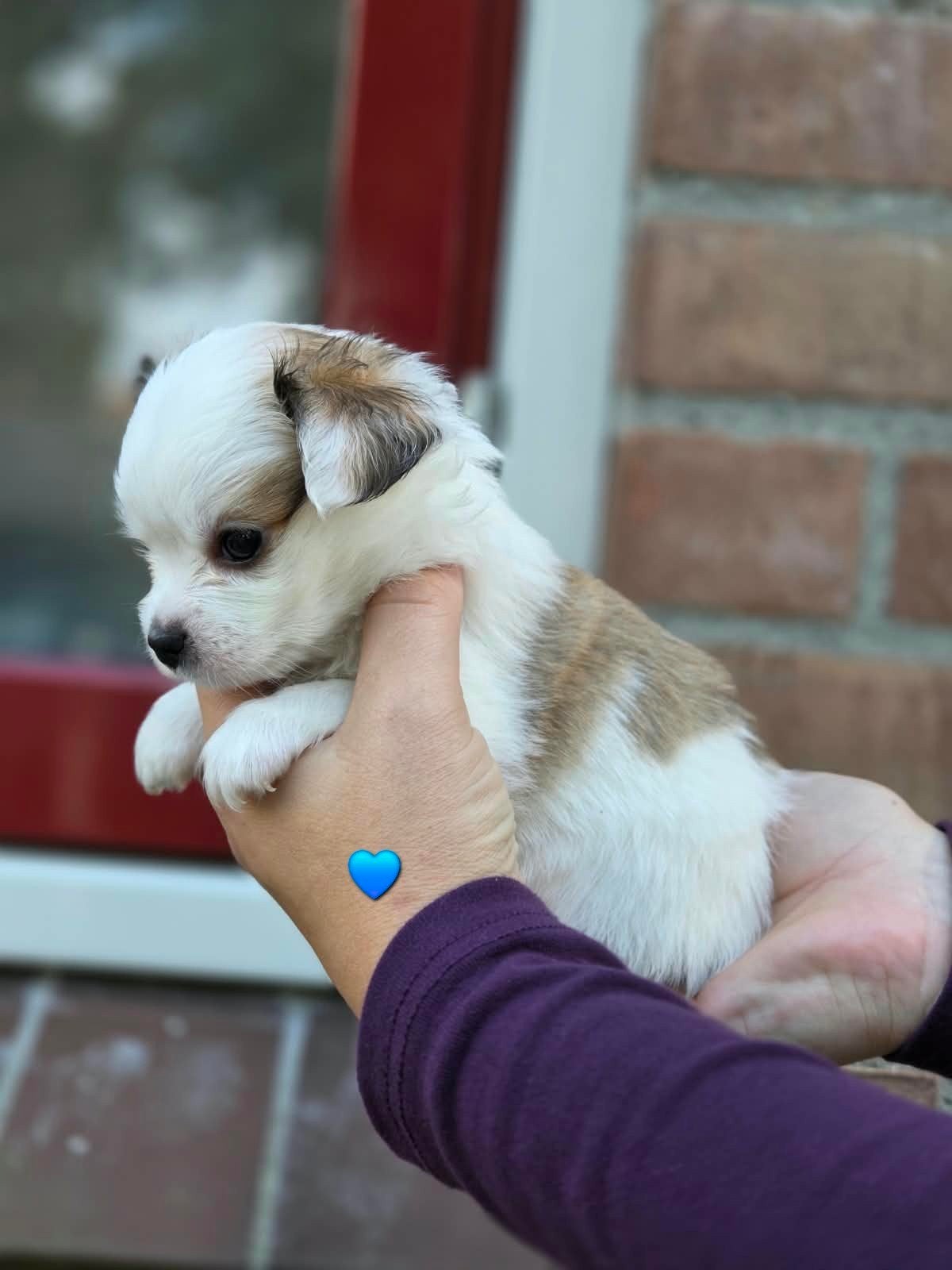 Prachtige Pomchi puppy's, Dieren en Toebehoren, Overige rassen, CDV (hondenziekte), 8 tot 15 weken, Meerdere