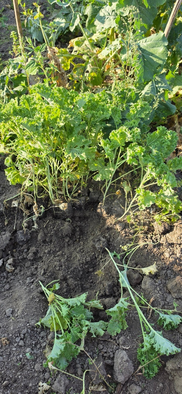 boerenkoolplanten, Tuin en Terras, Ophalen, Eenjarig, Overige soorten, Volle zon