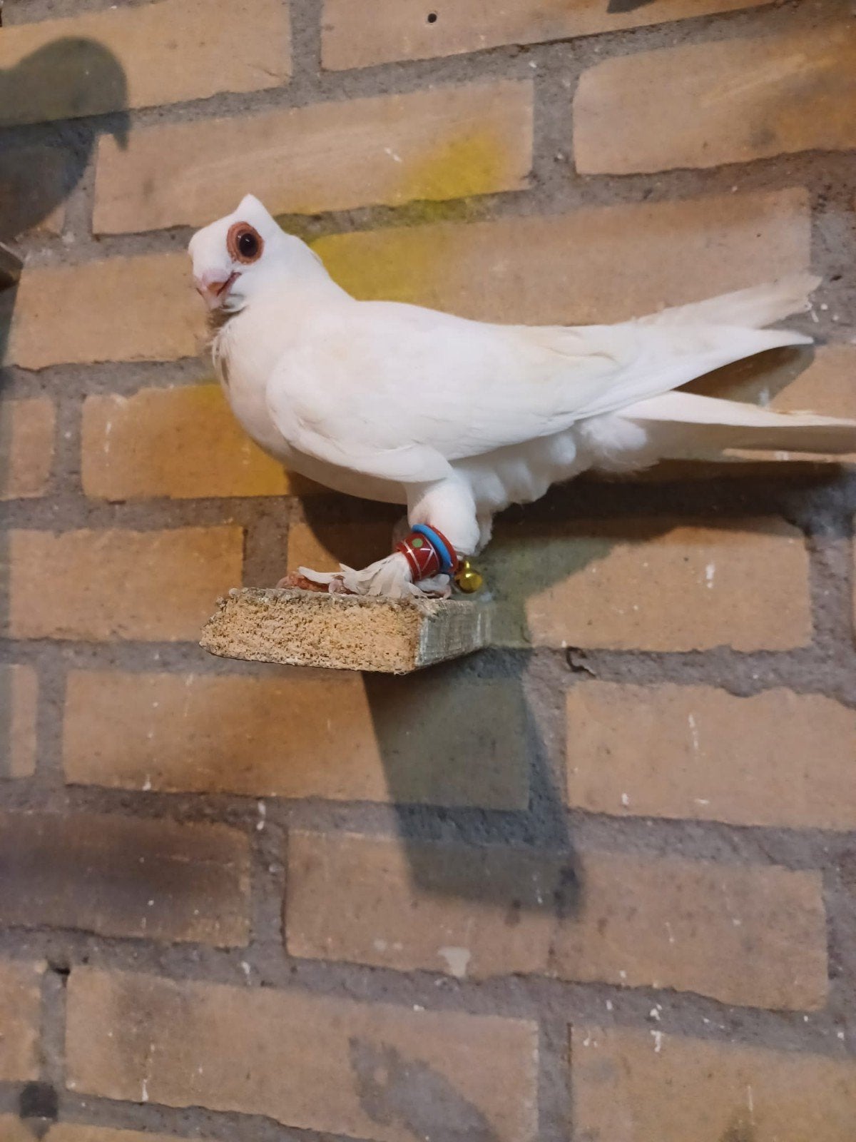 Duif oosterse meeuw, Dieren en Toebehoren, Vogels | Duiven, Mannelijk, Kropper