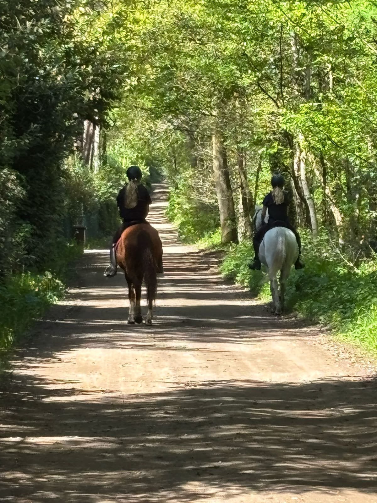 Verzorgers aangeboden / Verzorgpony gezocht, Dieren en Toebehoren, Paarden en Pony's | Verzorgingsproducten, Ophalen of Verzenden