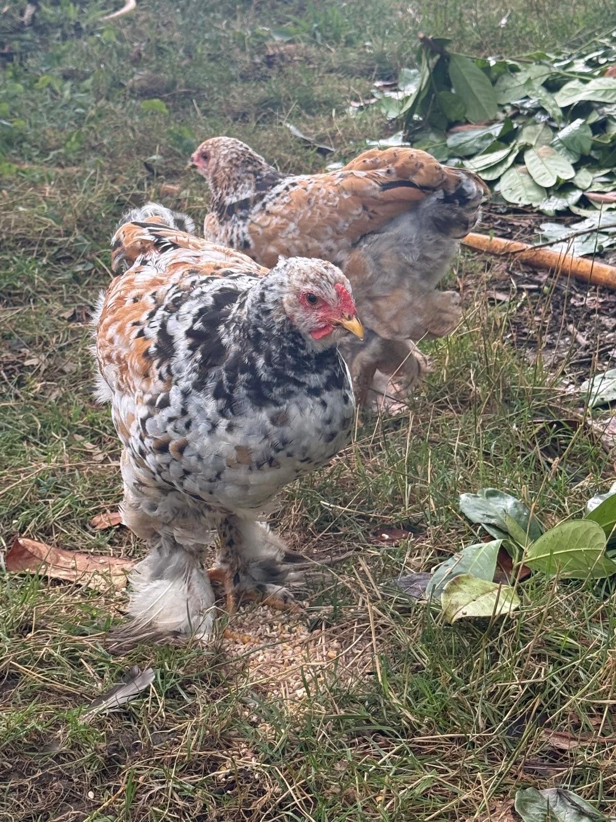 Jong, tam Brahma haantje porselein, Dieren en Toebehoren, Mannelijk, Kip